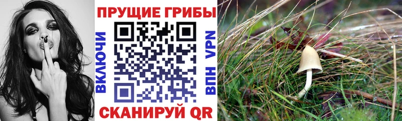 MEGA ссылки  Няндома  Галлюциногенные грибы Magic Shrooms 